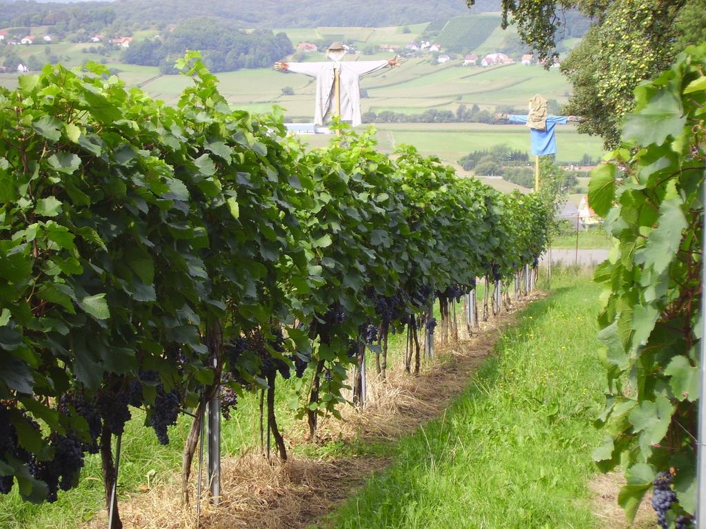 Appartement Weingut Schoberhof Бад Глайхенберг Стая снимка