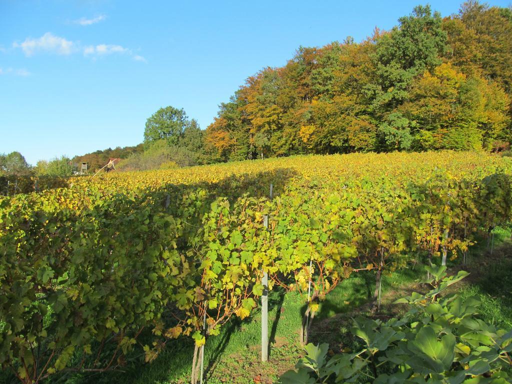 Appartement Weingut Schoberhof Бад Глайхенберг Стая снимка